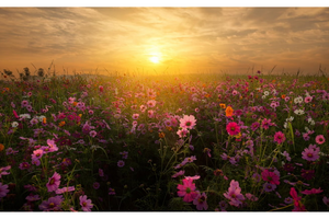 Body Repatriation during COVID-19