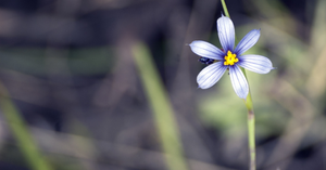 Low-cost funerals can be just as special as a costly one