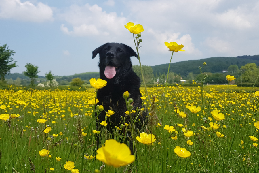 Memorial jewellery - the perfect way to remember a beloved pet