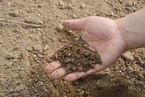 Human composting, the shape of things to come?